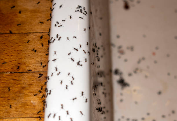 Best Termite Control Services  in Lake Winnebago, MO